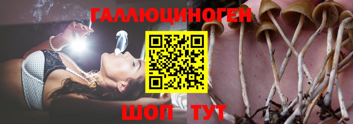 Псилоцибиновые грибы Magic Shrooms  Вход с VPN  Лыткарино  Псилоцибиновые грибы GOLDEN TEACHER 
